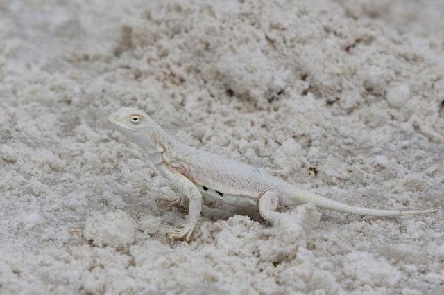 080 White Sands National Monument.jpg